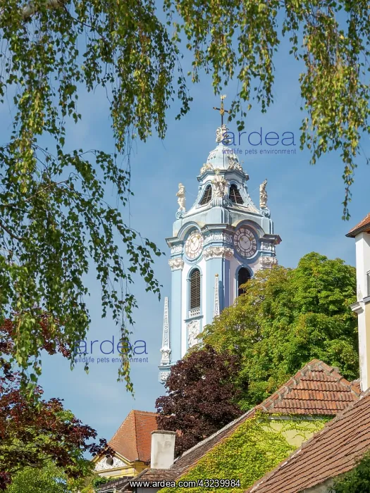 : The collegiate church. Historic town Durnstein located : The collegiate church. Historic town Durnstein located