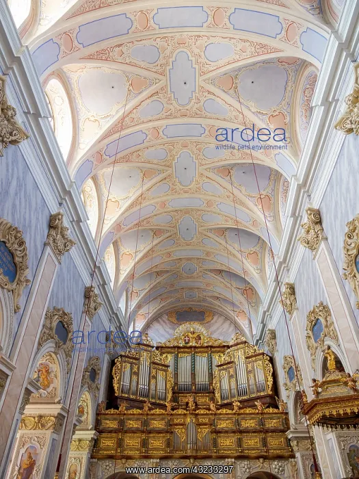 : The collegiate church, the interior. Gottweig Abbey : The collegiate church, the interior. Gottweig Abbey