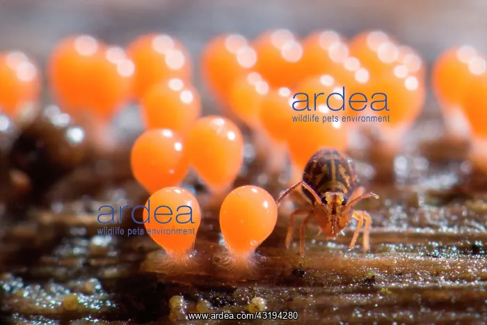  : Collembola and Myxomycetes, soil fauna in a garden