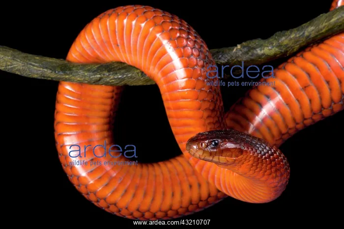 : Collett's snake (Pseudechis colletti) on black background : Collett's snake (Pseudechis colletti) on black background