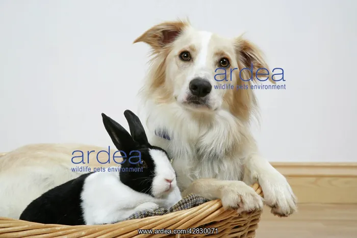  : Collie cross dog & dutch rabbit - resting in basket