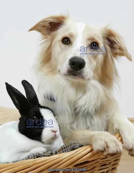 : Collie cross dog & dutch rabbit - resting in basket : Collie cross dog & dutch rabbit - resting in basket