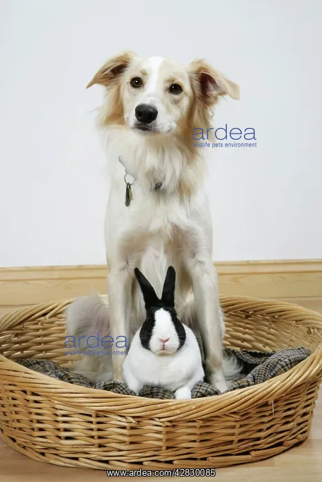 : Collie cross dog & dutch rabbit - resting in basket : Collie cross dog & dutch rabbit - resting in basket