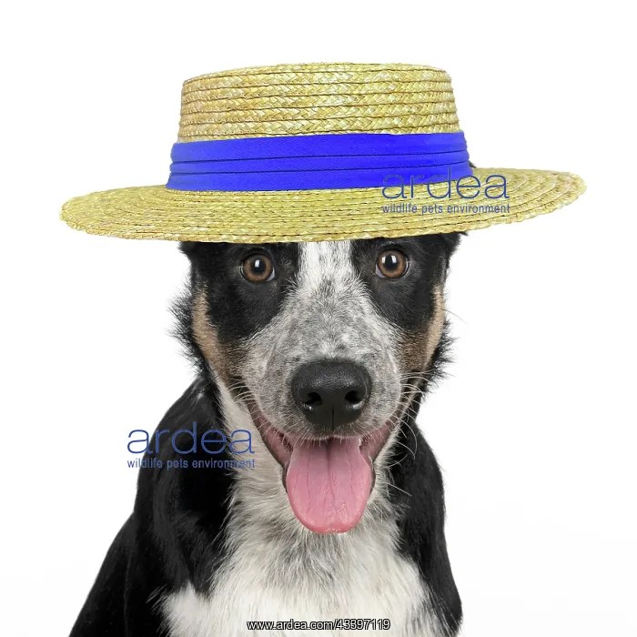 : Collie Dog : Collie Dog