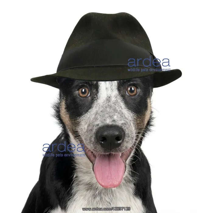 : Collie Dog : Collie Dog