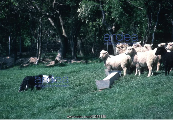 : Collie DOG - Rounding up Romney sheep : Collie DOG - Rounding up Romney sheep