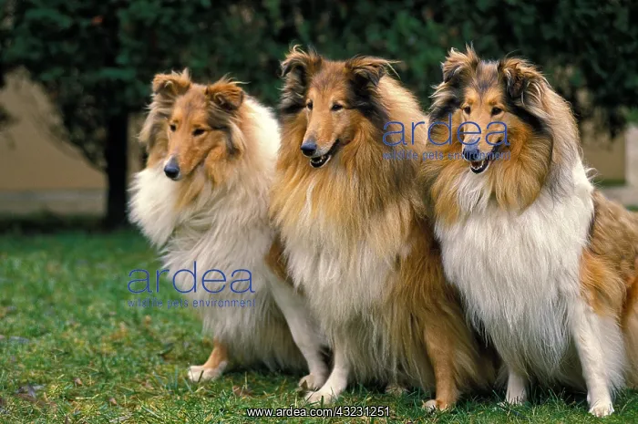 : Collie Dog sitting on Grass : Collie Dog sitting on Grass