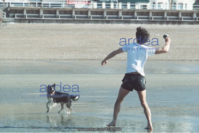 : Collie DOG - waiting for owner to throw ball : Collie DOG - waiting for owner to throw ball