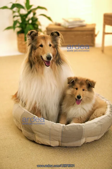 : Collie Dogs - female with puppy sitting in basket : Collie Dogs - female with puppy sitting in basket