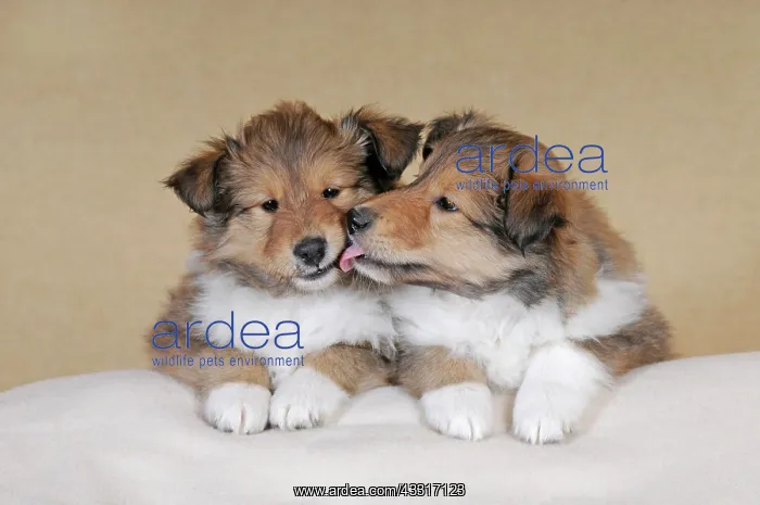 : Collie longhair, sable, two puppies 8 weeks, next : Collie longhair, sable, two puppies 8 weeks, next