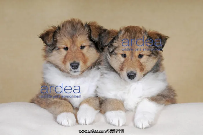 : Collie longhair, sable, two puppies 8 weeks, sitting : Collie longhair, sable, two puppies 8 weeks, sitting