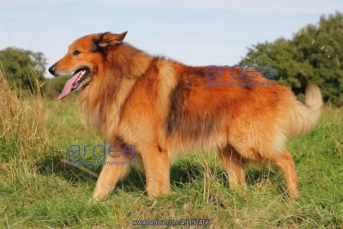 : Collie, mixed breed Collie Mischling : Collie, mixed breed Collie Mischling