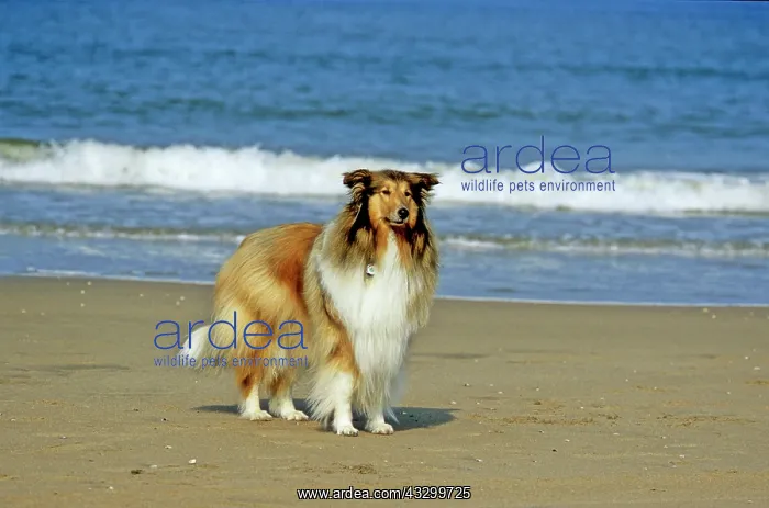 : Collie Mo, beach : Collie Mo, beach