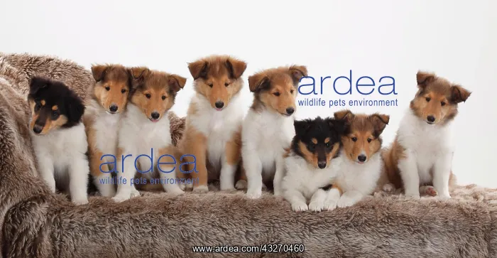  : Collie, puppies, 8 weeks, sitting next to each other