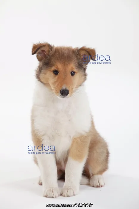 : Collie, puppy, 8 weeks, sable-white : Collie, puppy, 8 weeks, sable-white