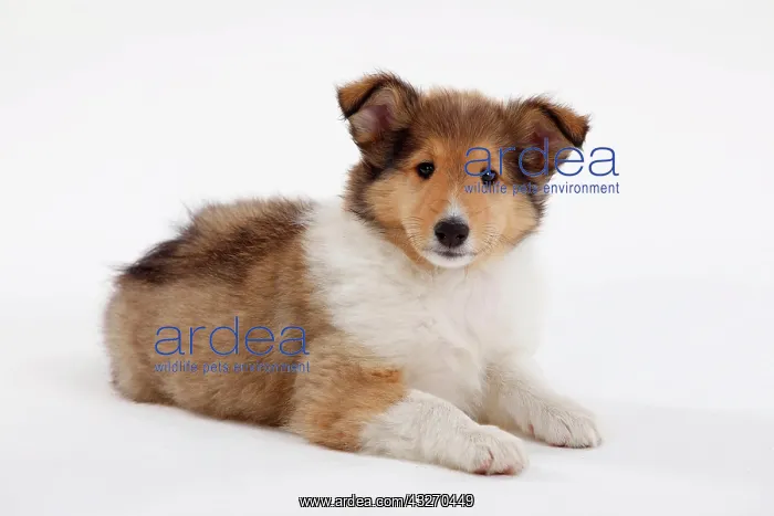 : Collie, puppy, 8 weeks, sable-white, lying, view : Collie, puppy, 8 weeks, sable-white, lying, view