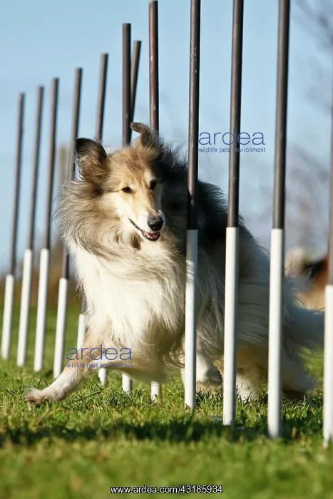 : Collie running through a slalom course Collie laeuft : Collie running through a slalom course Collie laeuft