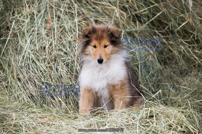 : Collie, Scottish Sheepdog, sable and white, puppy : Collie, Scottish Sheepdog, sable and white, puppy