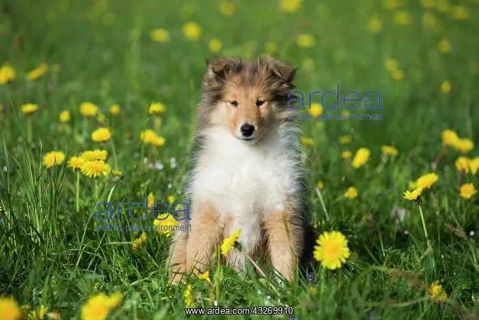 : Collie, Scottish shepherd, puppy, sable white, sitting : Collie, Scottish shepherd, puppy, sable white, sitting