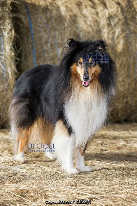 : Collie, Scottish Shepherd, tricolor, in front of : Collie, Scottish Shepherd, tricolor, in front of