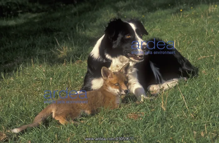 : Collie sheep dog with adopted young fox Cotswolds UK : Collie sheep dog with adopted young fox Cotswolds UK