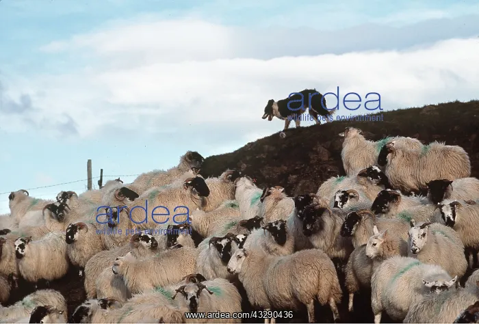 : Collie Sheep DOG working with Blackface Sheep on : Collie Sheep DOG working with Blackface Sheep on