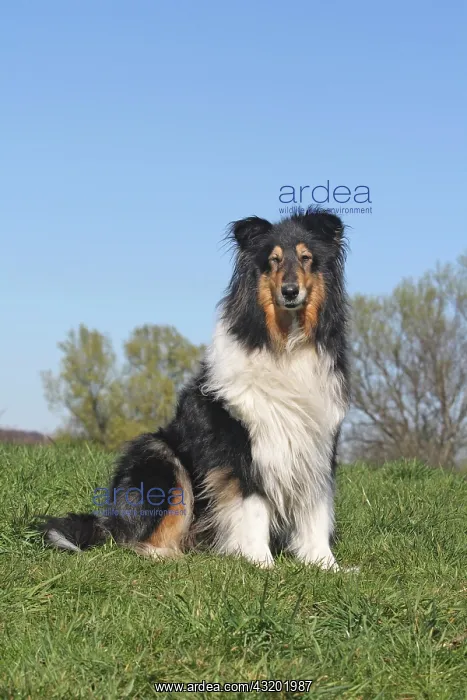 : Collie sitting on a lawn Collie sitzt auf der Wiese : Collie sitting on a lawn Collie sitzt auf der Wiese