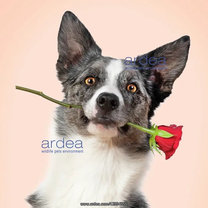: Collie X breed Dog, with a red rose in mouth : Collie X breed Dog, with a red rose in mouth