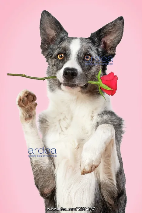 : Collie X breed Dog, sitting, paws up with a red : Collie X breed Dog, sitting, paws up with a red