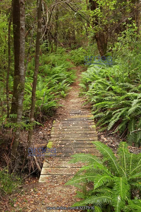 : Collingwood Junction Track, Collingwood : Collingwood Junction Track, Collingwood