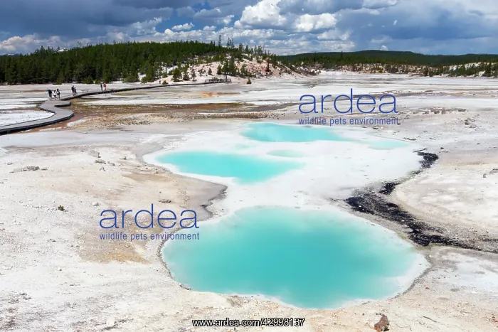 : Colloidal Pool - Porcelain Basin - part of the Norris : Colloidal Pool - Porcelain Basin - part of the Norris