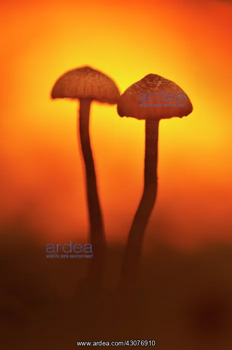 : Collybia sp : Collybia sp