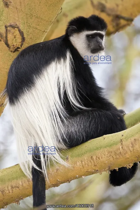 : Colobus Monkey at Lake Naivasha, Kenya : Colobus Monkey at Lake Naivasha, Kenya
