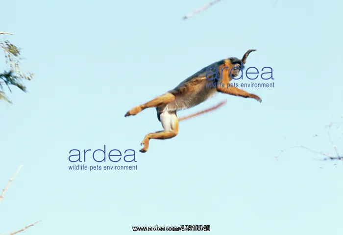 : Colobus Monkey - leaping in mid-air : Colobus Monkey - leaping in mid-air