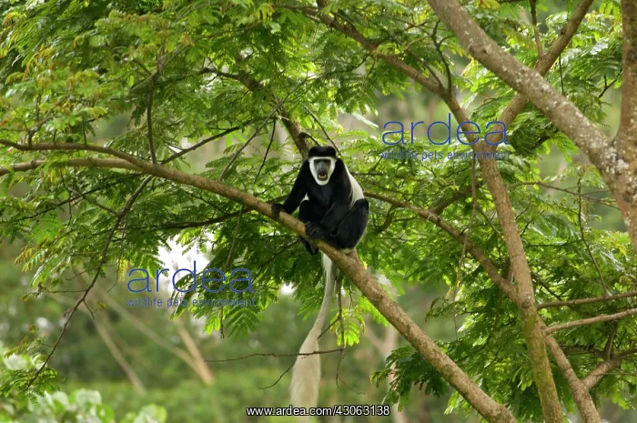 : Colobus monkey in the natural forest on : Colobus monkey in the natural forest on