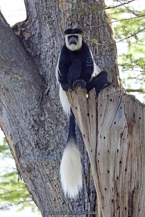 : Colobus Monkey - sitting in Acacia Tree : Colobus Monkey - sitting in Acacia Tree