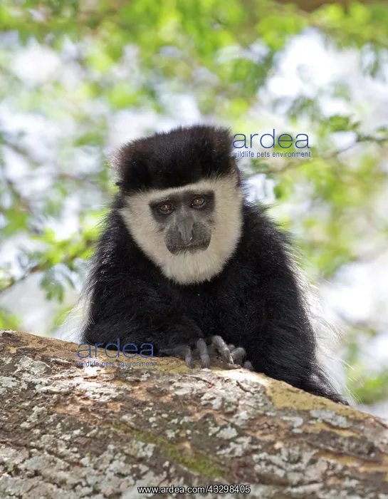 : Colobus monkey sitting on trunk of Acacia tree : Colobus monkey sitting on trunk of Acacia tree