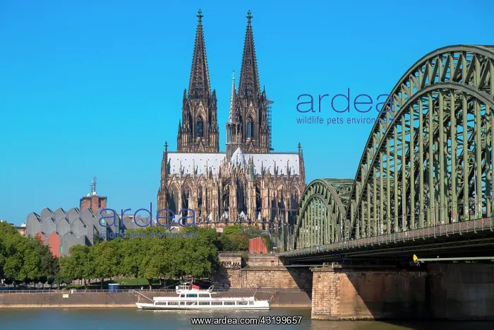 : Cologne Cathedral with Hohenzollern bridge and Philharmonie : Cologne Cathedral with Hohenzollern bridge and Philharmonie