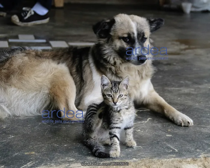 : Colombia, Minca. Kitten and dog : Colombia, Minca. Kitten and dog