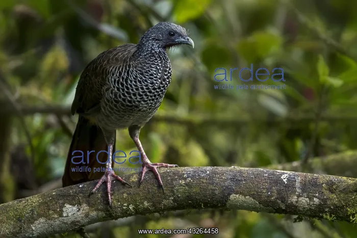 : Colombian Chachalaca (Ortalis columbiana) Valle : Colombian Chachalaca (Ortalis columbiana) Valle