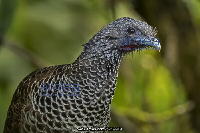 : Colombian Chachalaca (Ortalis columbiana) Valle : Colombian Chachalaca (Ortalis columbiana) Valle