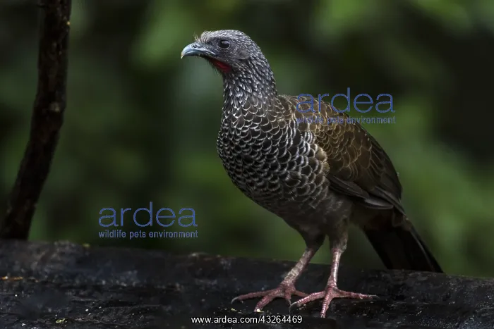 : Colombian Chachalaca (Ortalis columbiana) Valle : Colombian Chachalaca (Ortalis columbiana) Valle