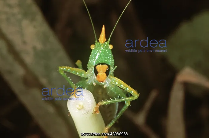 : Colombian Cone-headed Grasshopper : Colombian Cone-headed Grasshopper