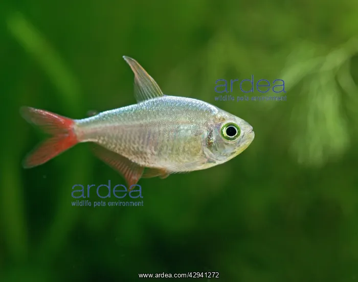 : Colombian red fin tetra - side view, tropical freshwater : Colombian red fin tetra - side view, tropical freshwater
