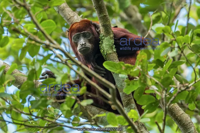 : Colombian Red Howler Monkey, Magdalena Valley, Colombia : Colombian Red Howler Monkey, Magdalena Valley, Colombia