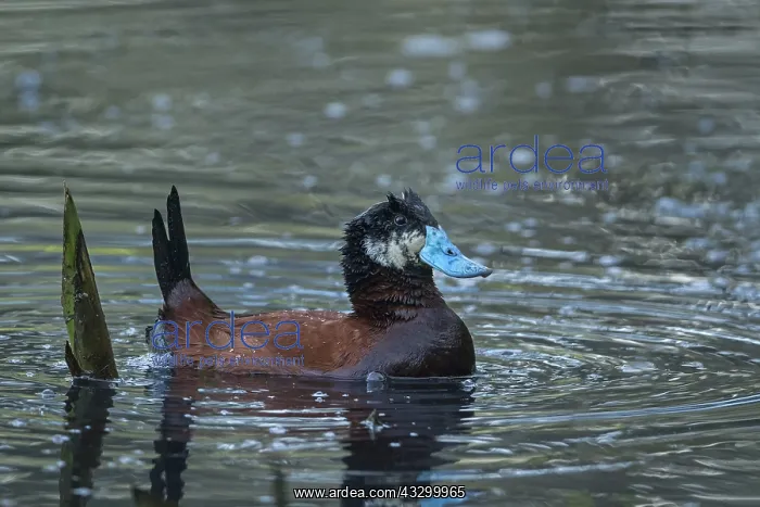 : Colombian Ruddy Duck ( Oxyura jamaicensis andina) : Colombian Ruddy Duck ( Oxyura jamaicensis andina)