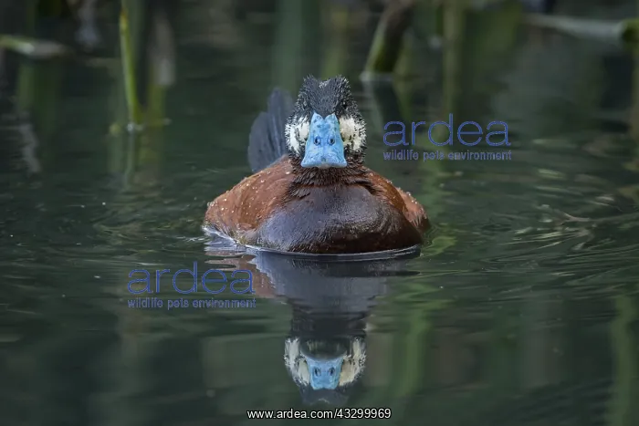 : Colombian Ruddy Duck ( Oxyura jamaicensis andina) : Colombian Ruddy Duck ( Oxyura jamaicensis andina)