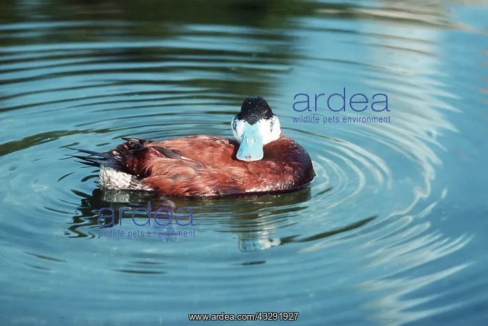 : Colombian Ruddy Duck - in water : Colombian Ruddy Duck - in water