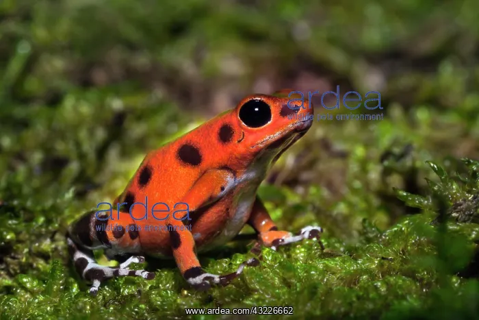 : Colon Isle Dart Frog, aka Strawberry Poison-Dart : Colon Isle Dart Frog, aka Strawberry Poison-Dart