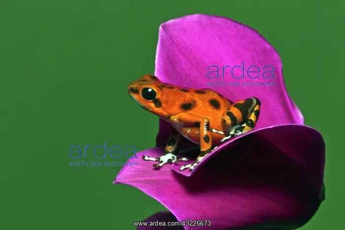 : Colon Isle Dart Frog, aka Strawberry Poison-Dart : Colon Isle Dart Frog, aka Strawberry Poison-Dart